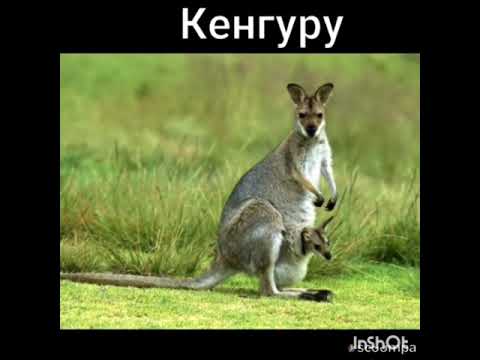 Видео: сүт эмүүчүлөр классы 7кл