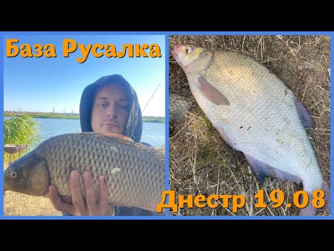 Видео: Рыбалка на реке Днестр в августе. База Русалка, Маяки. Рыбалка на макушатники и отдых на природе
