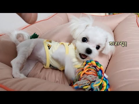 Видео: Смешной звук, когда я играю с собакой