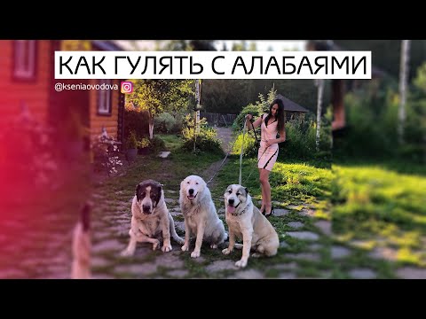 Видео: Прогулка с Алабаями | Как научить Алабая быть послушным на прогулке/поводке