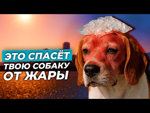 Видео: ☀️КАК ПОМОЧЬ СОБАКЕ в ЖАРУ? 10 СПОСОБОВ защитить питомца от ТЕПЛОВОГО УДАРА 🥵 #собака #прособак