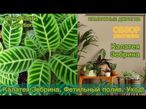 Видео: Калатея Зебрина. Фитильный полив. Уход.