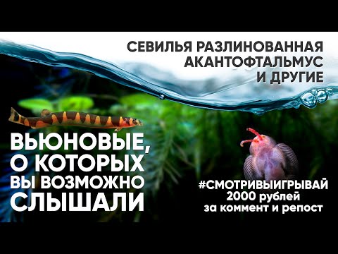 Видео: Вьюновые, о которых вы ВОЗМОЖНО слышали #смотривыигрывай