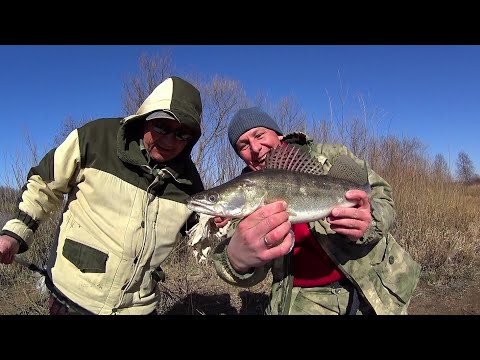 Видео: Судак на тюльку!Открытие Сезона по Жидкой воде!Ловля Судака на Донки.Снасть на Судака!Понтонный мост