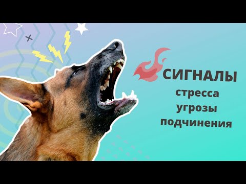 Видео: Сигналы стресса, угрозы и подчинения у собак. Язык тела. Как не надо общаться с собакой