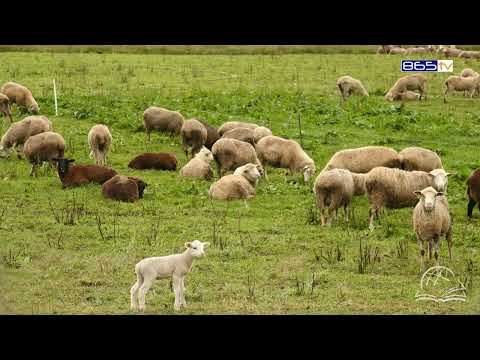 Видео: 011 Битие - 4:6-5:22 Плодът на греха в живота на Каин и Авел