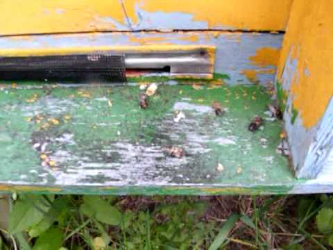 Видео: непогода, бджоли викидують розплід