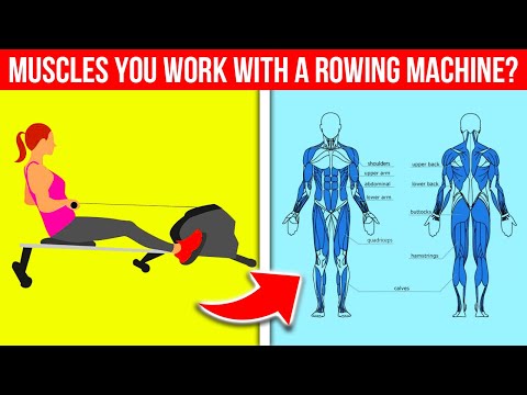 Видео: Какие мышцы тренируются на гребном тренажере?