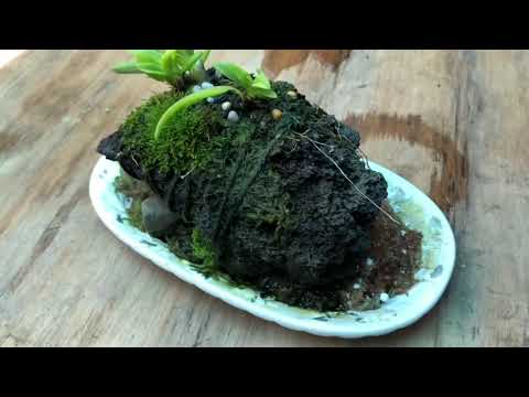 Видео: Как увеличить прирост новых ростов у Каттлей! Разнообразные посадки орхидей, Мох!!