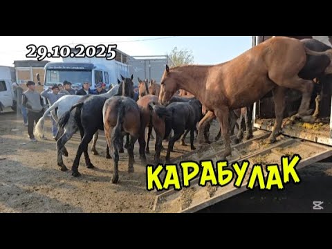 Видео: Жылқы базар Қарабұлақ мал базар 29.10.2025