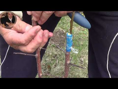 Видео: Щеплення груші на яблуні.Правильний і неправильний спосіб.