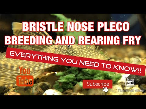 Видео: Разведение и выращивание щетиноносых плеко. Всё, что вам нужно знать