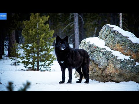 Видео: Черный Волк – Настоящий Символ Волчьего Племени!