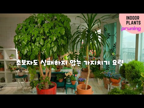 Видео: Советы по обрезке, которые легко может сделать каждый / Демонстрация обрезки больших растений