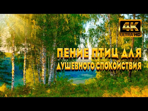 Видео: Звуки Птиц Для Вашего Душевного Спокойствия И Гармонии. Насладитесь Лечебным Пением Птиц В Лесу.
