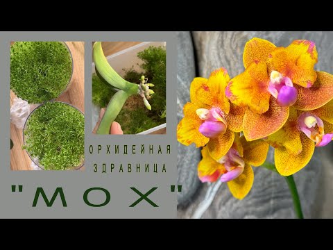 Видео: ОРХИДЕИ, которые еще не в мусорном ведре😂 