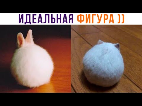 Видео: ИДЕАЛЬНАЯ ФИГУРА ))) Приколы | Мемозг 1061