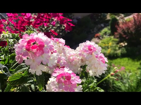 Видео: 🌺ВЕРБЕНА🌺Как храню зимой🌺Снимаю черенки🌺