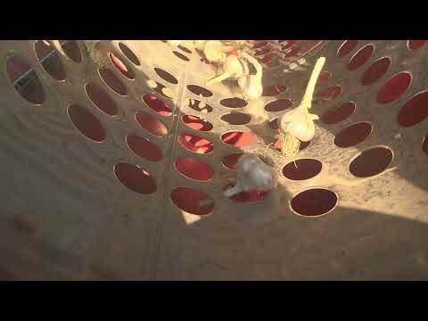 Видео: Калибровка луковиц чеснока.