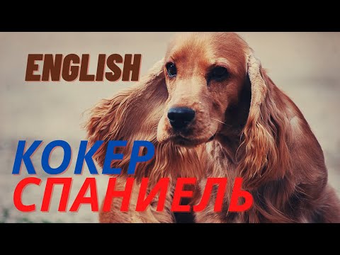 Видео: КАК СОДЕРЖАТЬ ОХОТНИЧЬЮ СОБАКУ В КВАРТИРЕ И НЕ СОЙТИ С УМА? КОКЕР-СПАНИЕЛЬ.