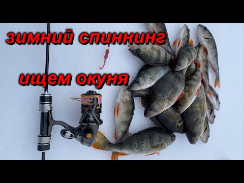 Видео: Окунь зимой на спиннинг.