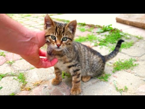 Видео: ⚽🐱 Маленькая звезда футбола! Котёнок творит чудеса с мячом — будущее есть 😻