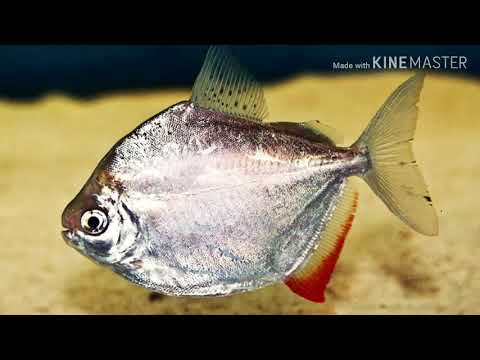 Видео: МЕТИННИС СЕРЕБРИСТЫЙ(ОБЗОР)