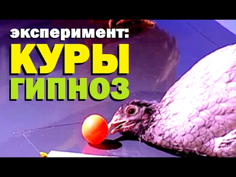 Видео: Галилео. Эксперимент. Куры. Гипноз