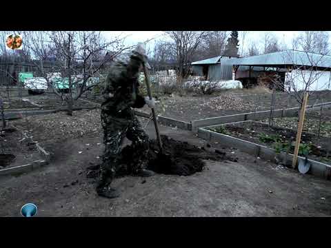 Видео: Как правильно посадить яблоню на Урале!