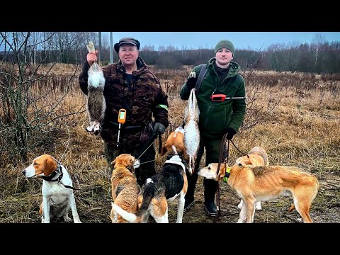 Видео: Наши гончие. Улётная работа гончих по зайцу