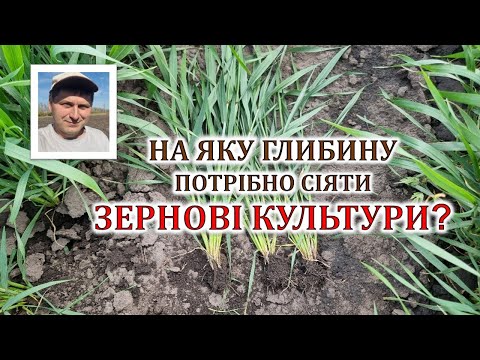 Видео: На яку глибину потрібно сіяти зернові культури