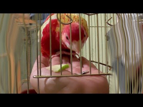 Видео: Хитрость в приручении попугая ЛЮБОГО