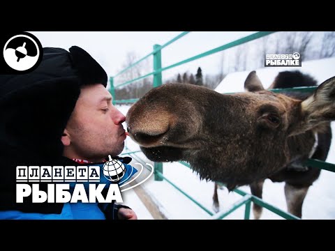 Видео: Окунёвая потеха. Все на борьбу с глухозимьем | Планета рыбака