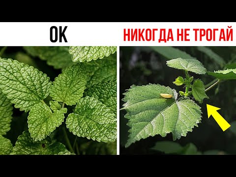 Видео: 85 фактов, которые несомненно порадуют любую комнату