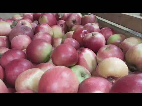 Видео: Заклали  зимові яблука на зберігання. Preserving apples in cold storage
