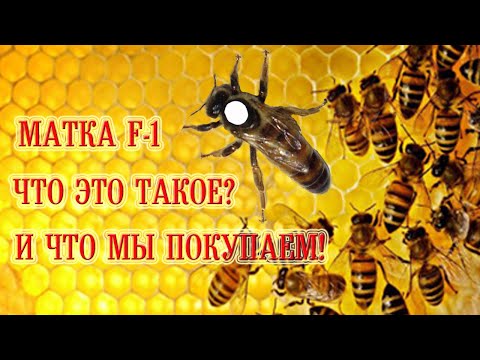 Видео: Матка F-1 - что это такое? И что мы покупаем! | F-1 queen bee - what is it? And what are we buying!
