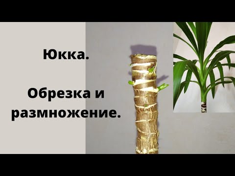 Видео: Юкка. Обрезка и размножение. Часть 1.