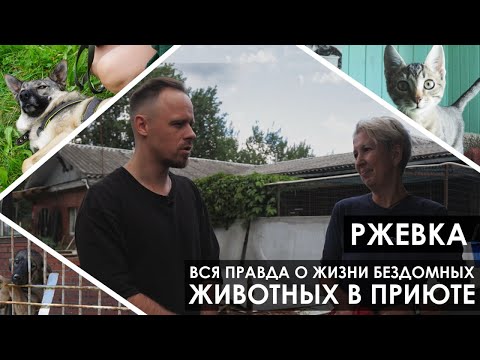 Видео: Приют "Ржевка": ещё один день из жизни бездомных животных.