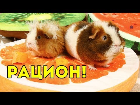 Видео: РАЦИОН Морских Свинок: СОЧНЫЙ КОРМ ЗИМОЙ / ТОП 5 ОВОЩИ ЗЕЛЕНЬ ФРУКТЫ