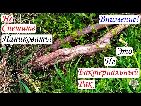 Видео: Не спешите паниковать! Это не бактериальный Рак!
