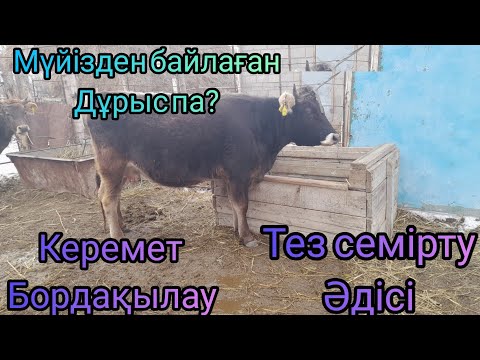 Видео: Мал бордақылаудың тамаша әдісі.Сиырды тез семірту құпиясы.Бұқаны мүйізден байлаған дұрыс па?