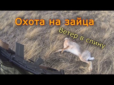 Видео: ОХОТА  на зайца.#СтепнаяТропа #охота