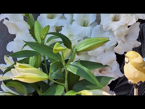 Видео: 479...Цветы для моей Каролише и как живут её ребята.