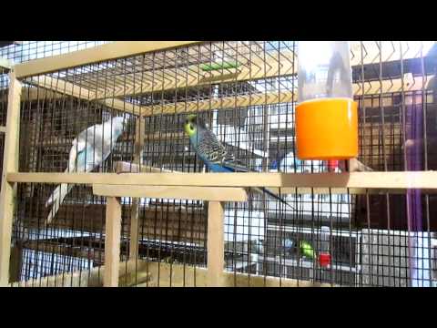 Видео: Попугаи, в гостях у заводчика попугаев