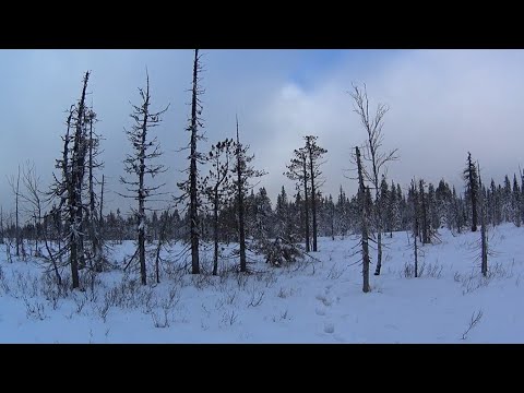 Видео: 80 дней в тайге. Пушной промысел. Видеодневник. Часть 8