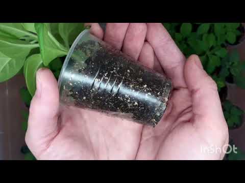 Видео: Результаты черенкования петунии, обзор рассады, 19 марта 2023 года.