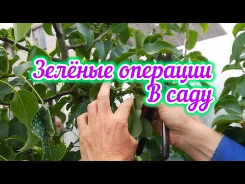 Видео: Летняя обрезка.Продолжение формирования кроны.