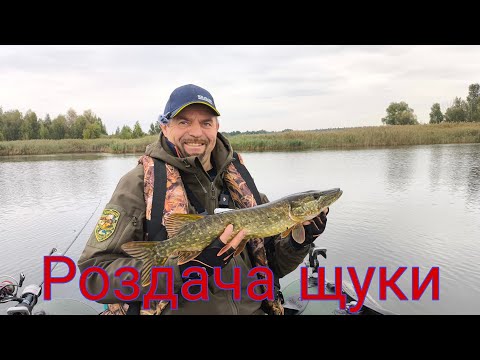 Видео: Жор щуки