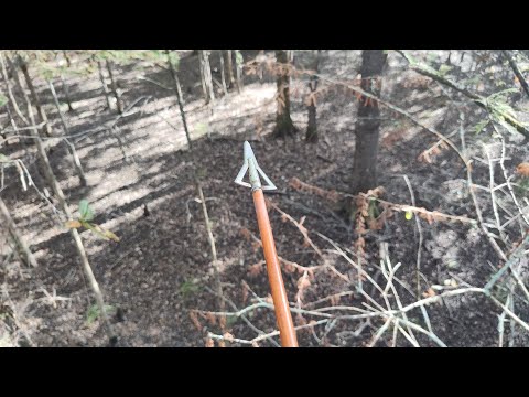 Видео: Бак на десять ярдов!!