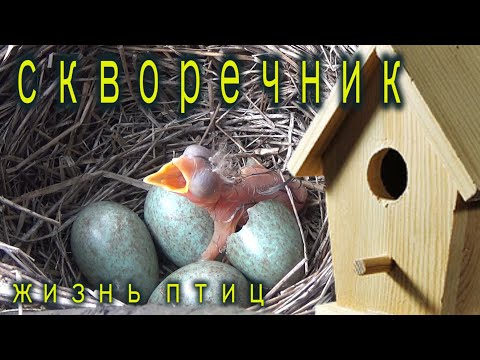 Видео: Домики для птиц. Гнездо ласточки.